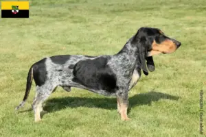 Read more about the article Basset bleu de Gascogne opdrættere og hvalpe i Sachsen-Anhalt