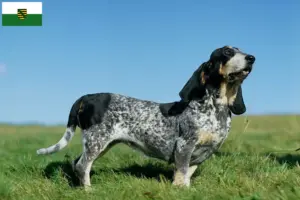 Read more about the article Basset bleu de Gascogne opdrættere og hvalpe i Sachsen