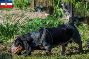 Read more about the article Basset bleu de Gascogne opdrættere og hvalpe i Schleswig-Holstein