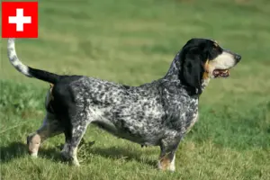 Read more about the article Basset bleu de Gascogne opdrættere og hvalpe i Schweiz