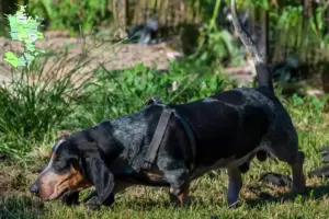 Read more about the article Basset bleu de Gascogne opdrættere og hvalpe på Sjælland