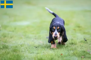 Read more about the article Basset bleu de Gascogne opdrættere og hvalpe i Sverige