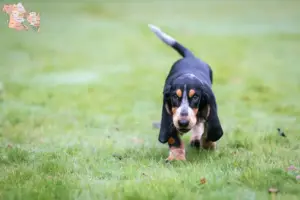 Read more about the article Basset bleu de Gascogne opdrættere og hvalpe i Syddanmark