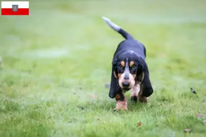 Read more about the article Basset bleu de Gascogne opdrættere og hvalpe i Thüringen