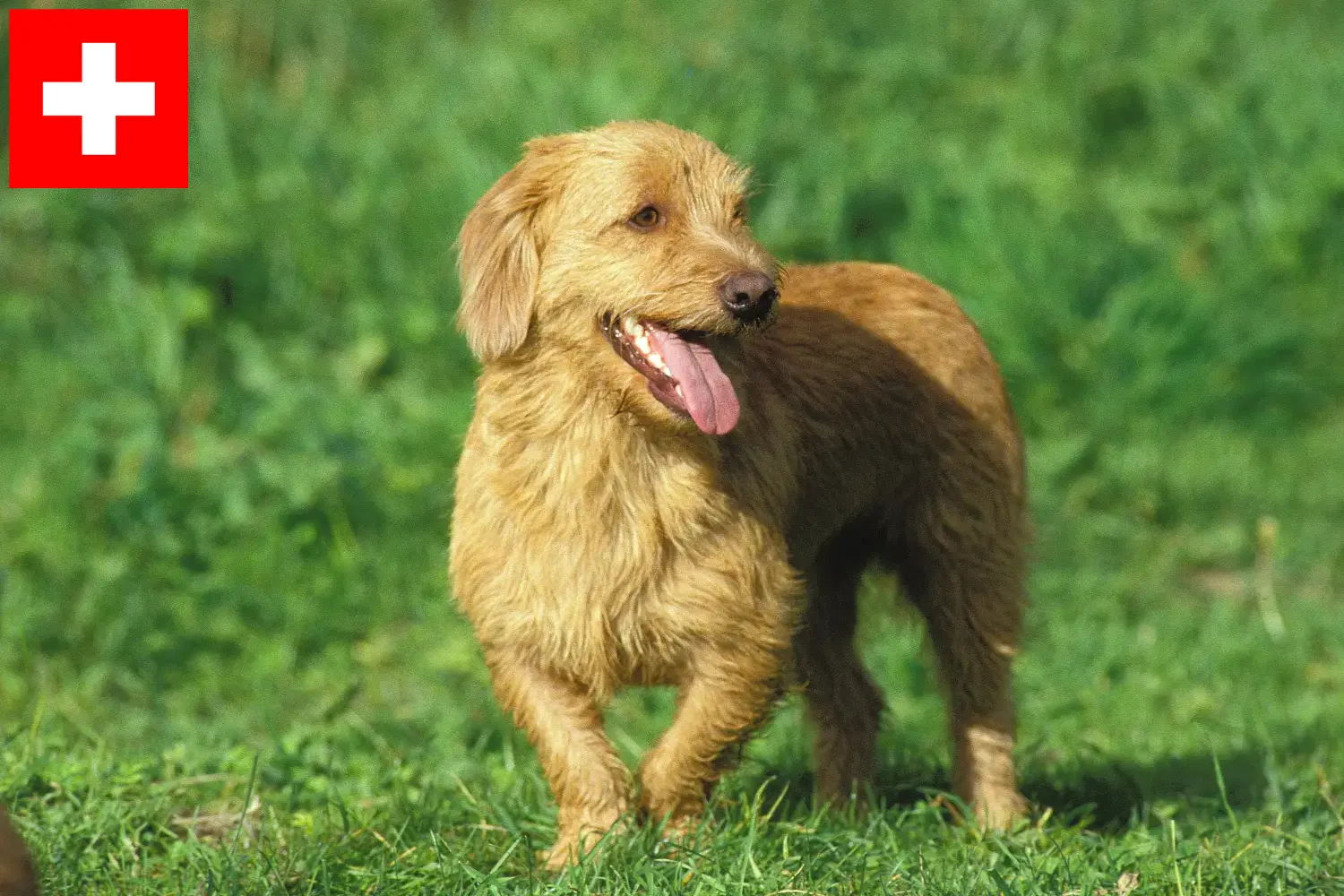 Read more about the article Basset fauve de Bretagne opdrættere og hvalpe i Schweiz