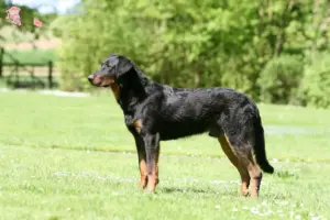 Read more about the article Beauceron-opdrættere og hvalpe i Hovedstaden