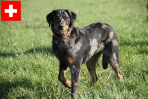 Read more about the article Beauceron-opdrættere og hvalpe i Schweiz