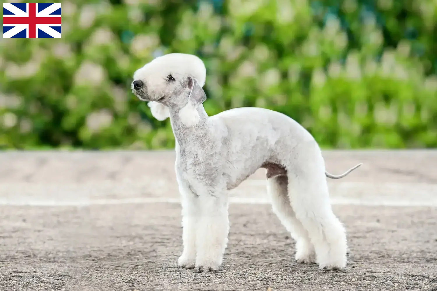 Read more about the article Bedlington Terrier opdrættere og hvalpe i Storbritannien