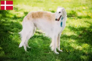 Read more about the article Borzoi-opdrættere og hvalpe i Danmark