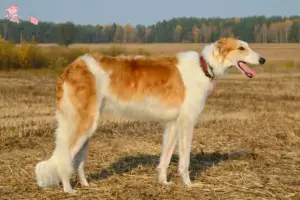 Read more about the article Borzoi-opdrættere og hvalpe i Hovedstaden