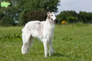 Read more about the article Borzoi-opdrættere og hvalpe i Midtjylland