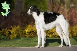 Read more about the article Borzoi-opdrættere og hvalpe på Sjælland