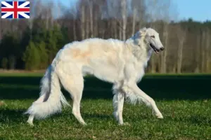 Read more about the article Borzoi-opdrættere og hvalpe i Storbritannien