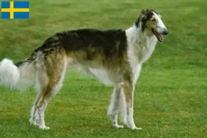 Read more about the article Borzoi-opdrættere og hvalpe i Sverige