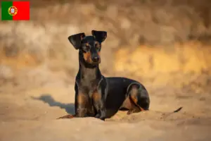 Read more about the article Manchester Terrier opdrættere og hvalpe i Portugal
