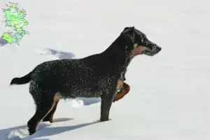 Read more about the article Tysk jagtterrier opdrætter og hvalpe i Sjælland