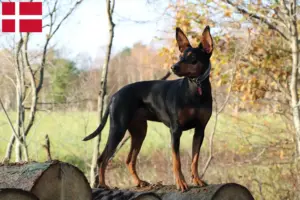 Read more about the article Tysk Pinscher opdrætter og hvalpe i Danmark