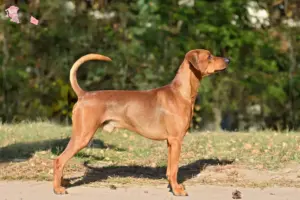 Read more about the article Tysk Pinscher opdrætter og hvalpe i Hovedstaden