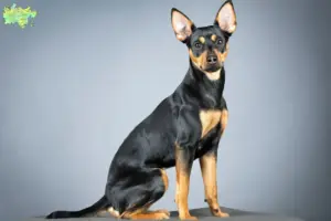 Read more about the article Tysk Pinscher opdrætter og hvalpe i Midtjylland