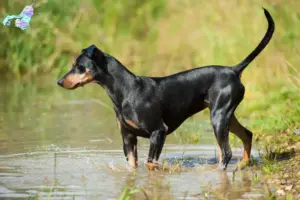 Read more about the article Tysk Pinscher opdrætter og hvalpe i Nordjylland