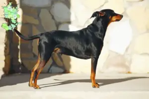 Read more about the article Tysk Pinscher opdrætter og hvalpe i Sjælland