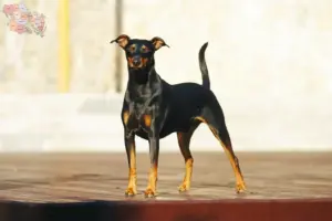 Read more about the article Tysk Pinscher opdrætter og hvalpe i Syddanmark