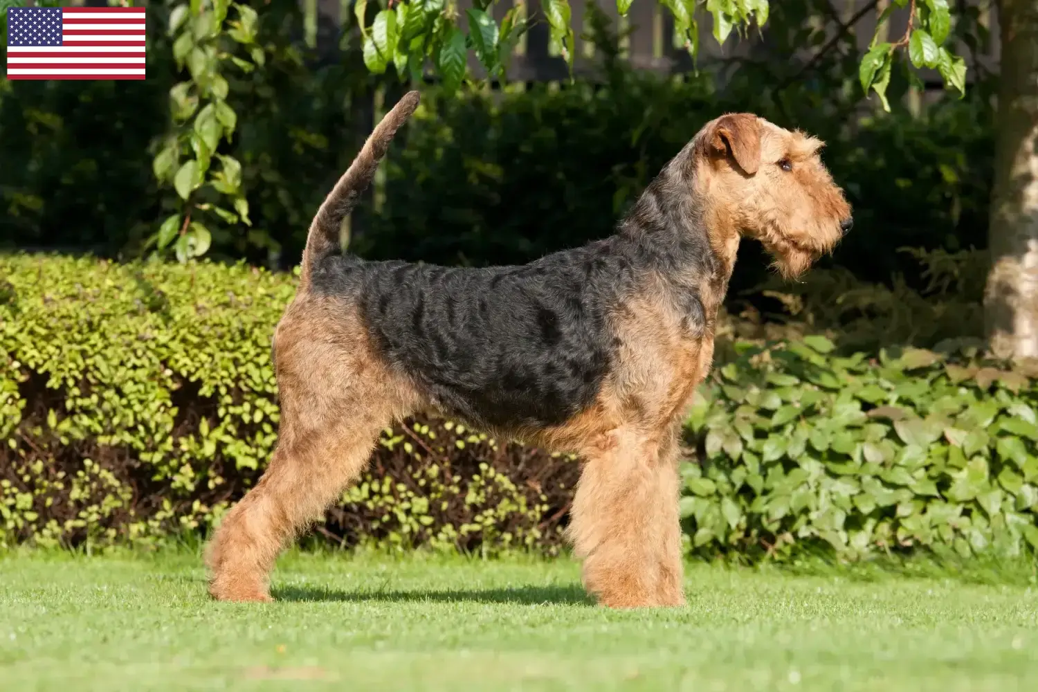 Read more about the article Airedale Terrier opdrættere og hvalpe i USA