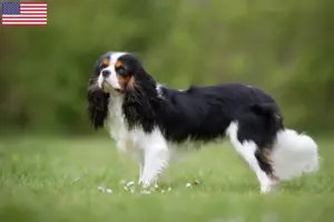Read more about the article Cavalier King Charles Spaniel opdrættere og hvalpe i USA