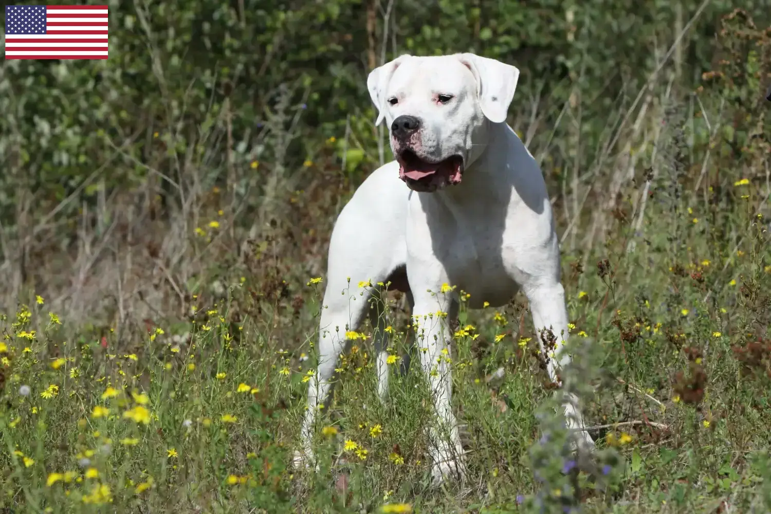 Read more about the article Dogo Argentino opdrættere og hvalpe i USA